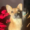 kai_the_rescue_dog