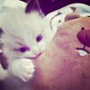 flowerck_37