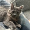 kittenfosterlady