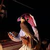 ﮼المصمم،بوجليد𓅔.