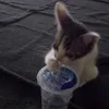 mimi_1.95