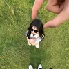 krips.dipole