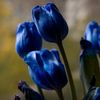 tulipbiruu7