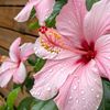 cynthiafloristrysunflowe