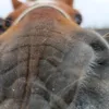 zohorse7