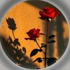 user94925955930113