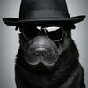 perroincognito