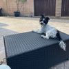 charlieahumada1