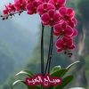 alsaker_98