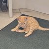 Apollo 🐈