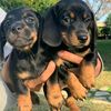 dachshund.puppies721