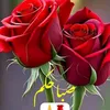 user6855386607602