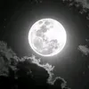 hormiga_587