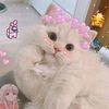 saba_kawal1