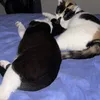fibywithspeedy