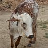 ahmad47373