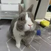 jasjiji8