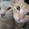 michu7519