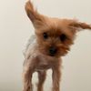 jojo99yorkie
