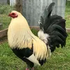 ut.ly.64