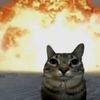 cat.meows6