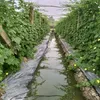 hanguyen28658