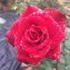 quy.nguyn.th60
