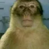 kaese_0tv