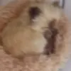 bamenihong675