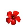 hoai_263