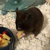 the_hammy_chocolate_chip