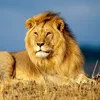 the.lion1146