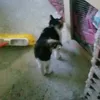 gato_mermolado