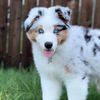 maverickthemerlee