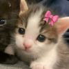 gatitos_amo_yio