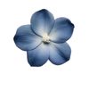 miral_mia