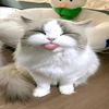 sillycat.bs