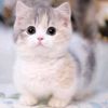 soficea7