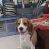 yadav_sarkar71