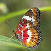 butterflydreams63