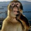 thefinalmonkey