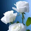 karima.121