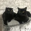 baluandsimba4