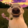 thvnhxnhaw