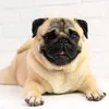mops_7777