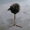 brilliantpukeko2