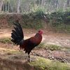 ayam.sendiri6