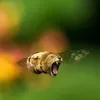 legionvb1