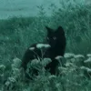 vpq6_1