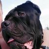 bro_canecorso